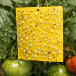 Ako na jar zachrániť paradajky pred múčnatkou bez agresívnych chemikálií ako-na-jar-zachranit-paradajky-pred-mucnatkou-bez-agresivnych-chemikalii.png