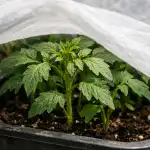 ako-zachranit-blede-sadenice-paradajok-pred-jarnym-teplom-za-par.png