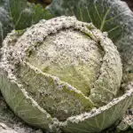 ako-zachranit-jesennu-urodu-kapusty-pred-napadnutim-mucnatkou-jednoduchou-a.png