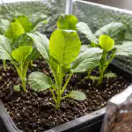 Ako zachrániť uschnuté sadenice kapusty v tieni a obnoviť ich zdravý vzhľad ako-zachranit-uschnute-sadenice-kapusty-v-tieni-a-obnovit-ich.png