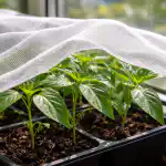 preco-jarne-luce-nicia-sadenice-papriky-a-ako-zachranit-mlade.png