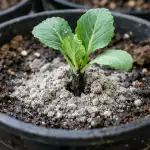 Prečo kapusta v kvetináčoch vädne a ako ju v prípade núdze zachrániť preco-kapusta-v-kvetinacoch-vadne-a-ako-ju-v-pripade.png