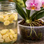 preco-obycajny-cesnak-rozkvitne-aj-tie-najrozmarnejsie-orchidey.png