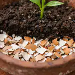 preco-skuseni-zahradnici-volia-vajecne-skrupiny-na-jarne-presadzanie-rastlin.png