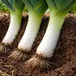 Tajná metóda pestovania obrovského póru v podmienkach strednej zóny tajna-metoda-pestovania-obrovskeho-poru-v-podmienkach-strednej-zony.png