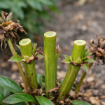 Tajomstvo nádherných púčikov a prečo orezávať pivonky po jarnom kvitnutí tajomstvo-nadhernych-pucikov-a-preco-orezavat-pivonky-po-jarnom-kvitnuti.png