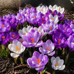 tajomstvo-sviezo-kvitnucich-krokusov-aj-na-najproblematickejsom-mieste.png