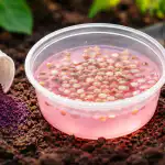 Zabudnutý lekárnický prášok zaručuje silné výhonky a chráni sadenice zabudnuty-lekarnicky-prasok-zarucuje-silne-vyhonky-a-chrani-sadenice.png