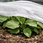 Zachovanie sadeníc baklažánu pred jarným slnkom bez strát zachovanie-sadenic-baklazanu-pred-jarnym-slnkom-bez-strat.png